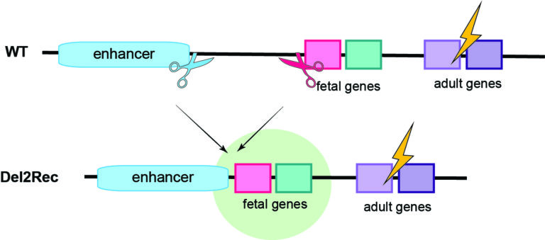 Schematische weergave van de delete-to-recruit-technologie bij sikkelcelziekte en bèta-thalassemie.