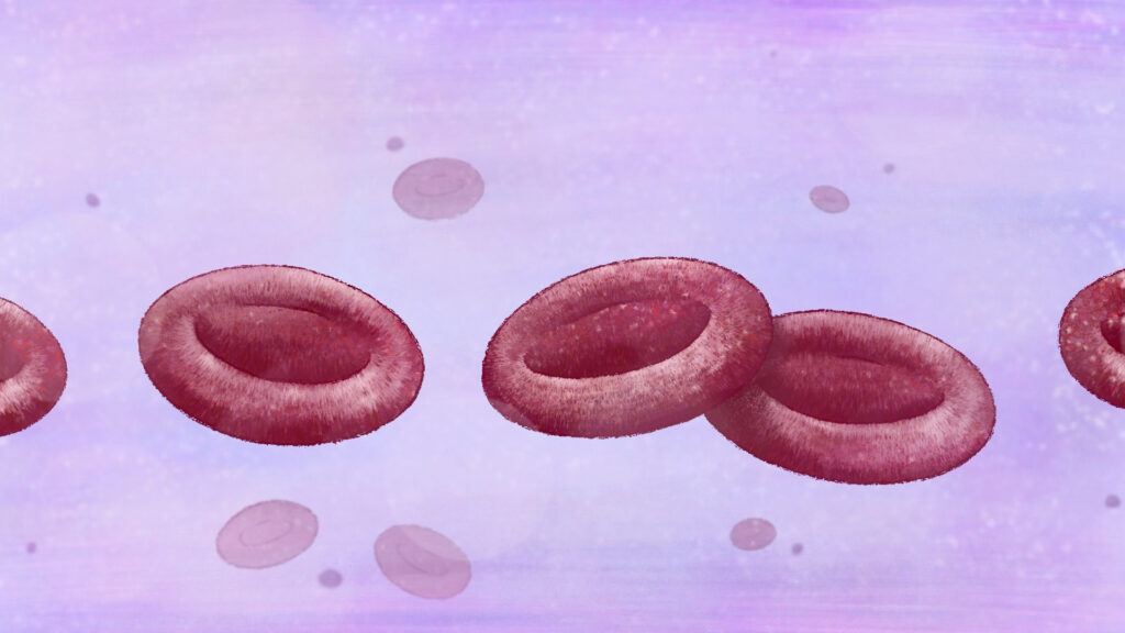 Afbeelding met de bloedcellen: Credit en copyright: Annelie Martens.